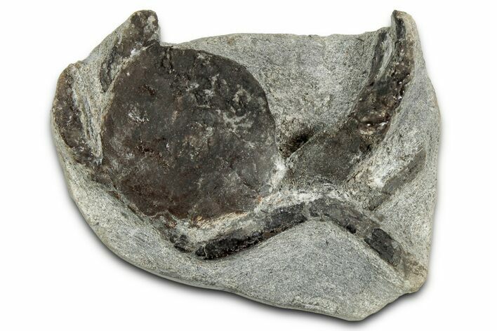 Oligocene Fossil Crab (Branchioplax) - Washington State #349484